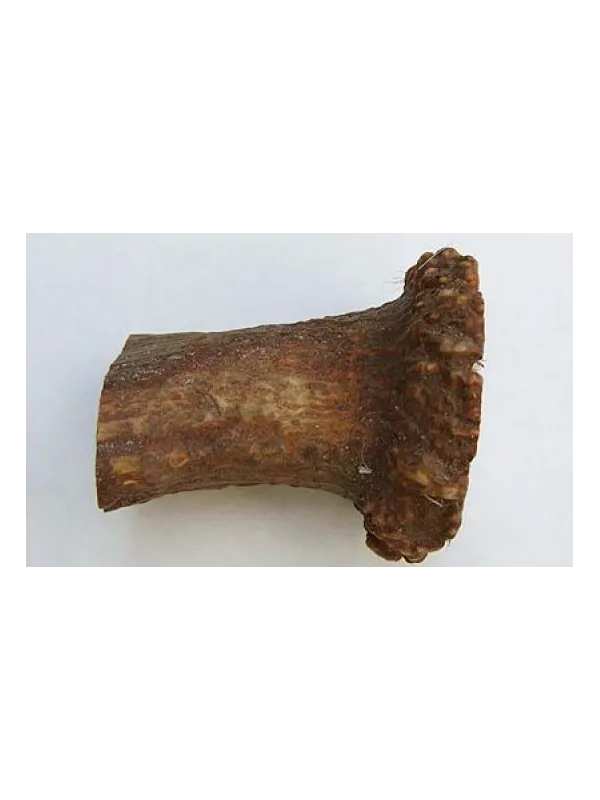 Moose crown - di 8 cm Moose crown - di 8 cm
